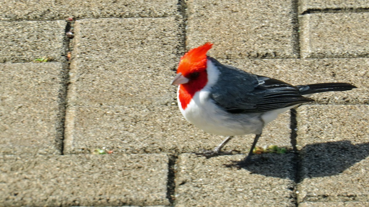 Red-crested Cardinal - ML618276473