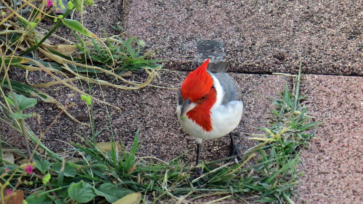Red-crested Cardinal - ML618276476