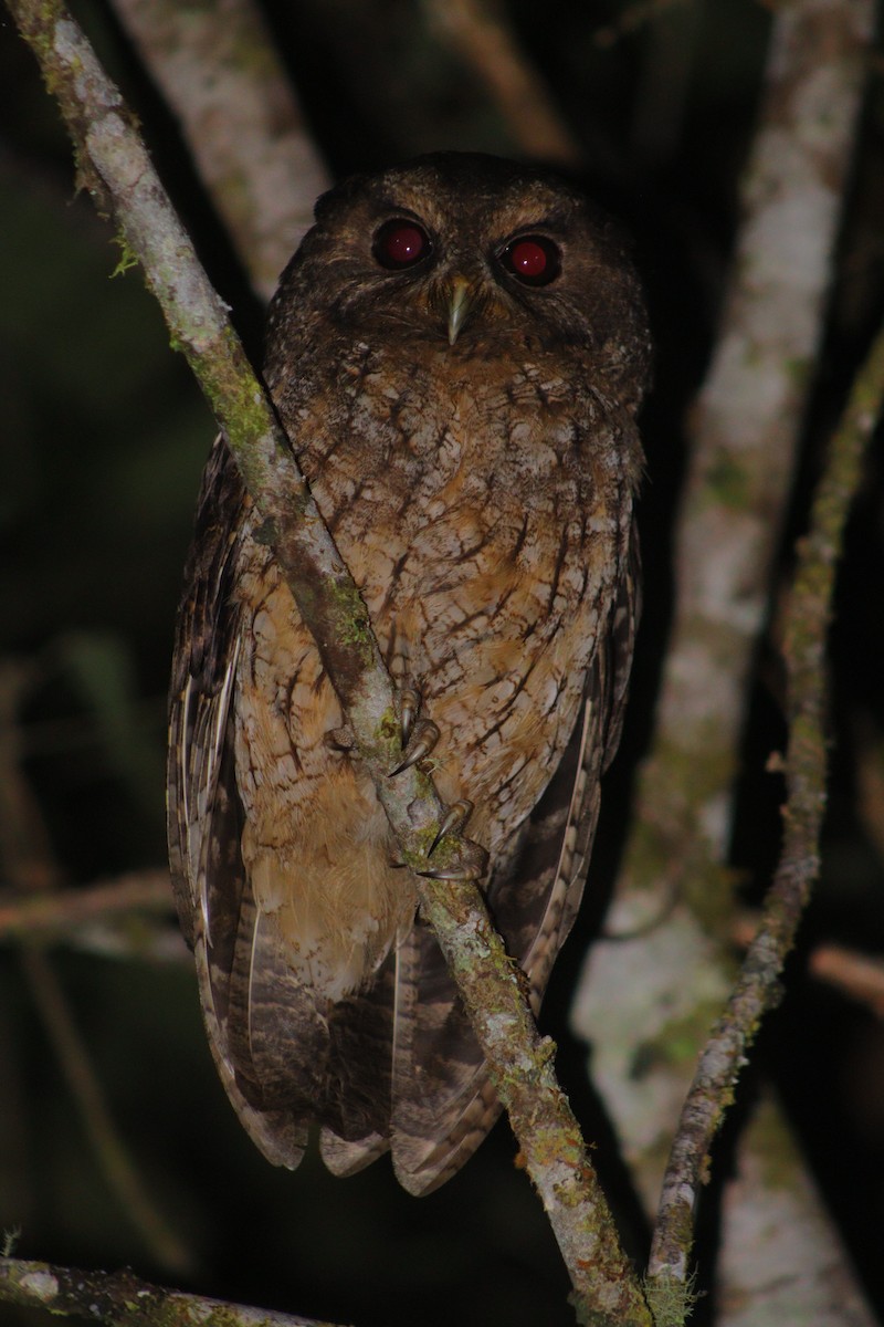 Rufescent Screech-Owl - ML618276481