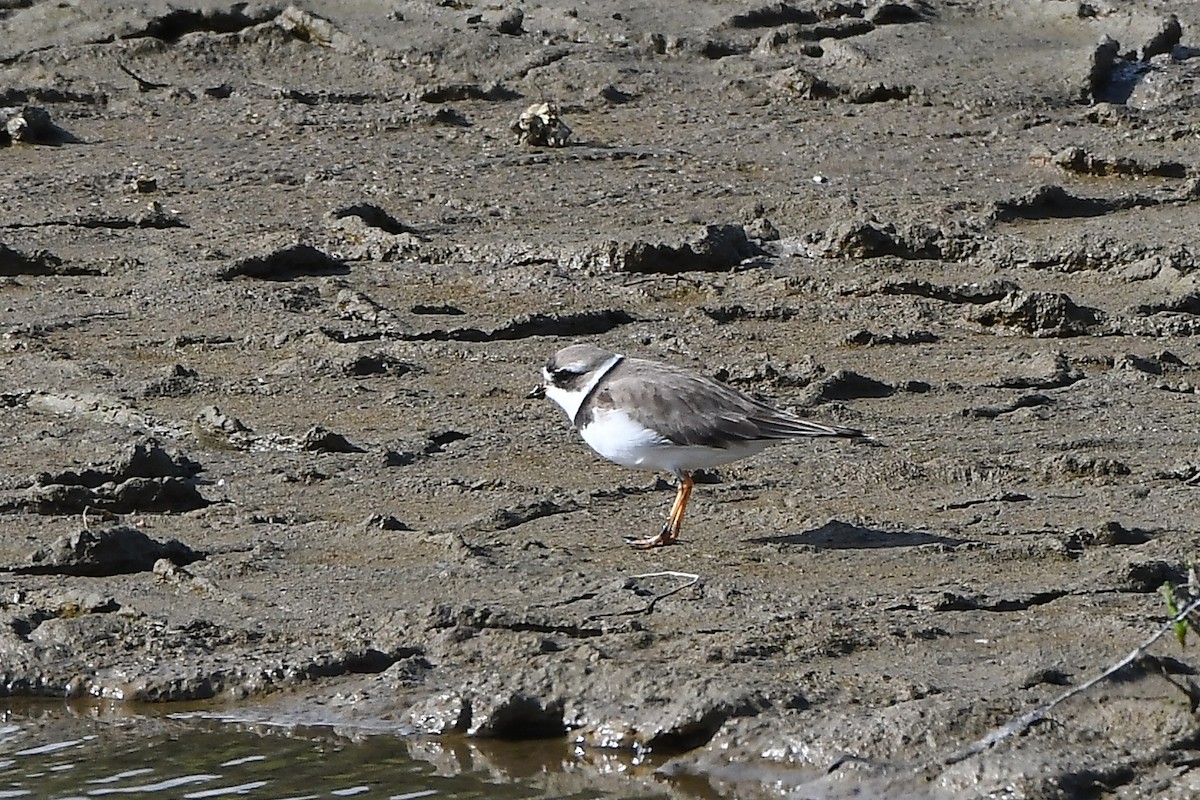 Semipalmated Plover - ML618276486
