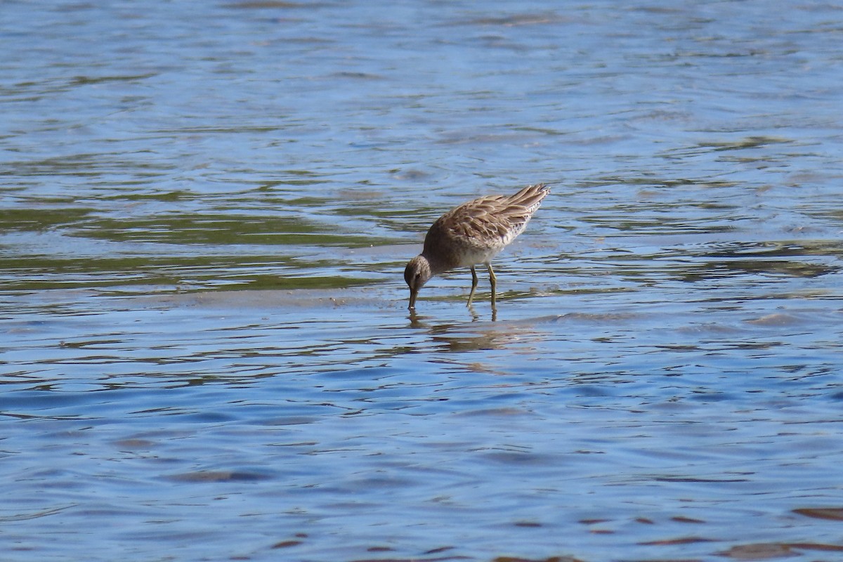 Short-billed Dowitcher - Susan Young