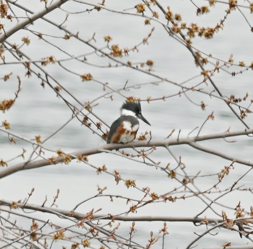 Belted Kingfisher - Regis Fortin