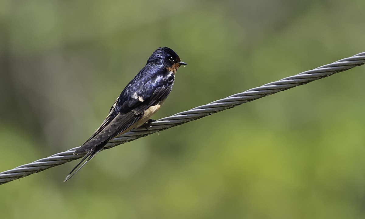Barn Swallow - ML618276515