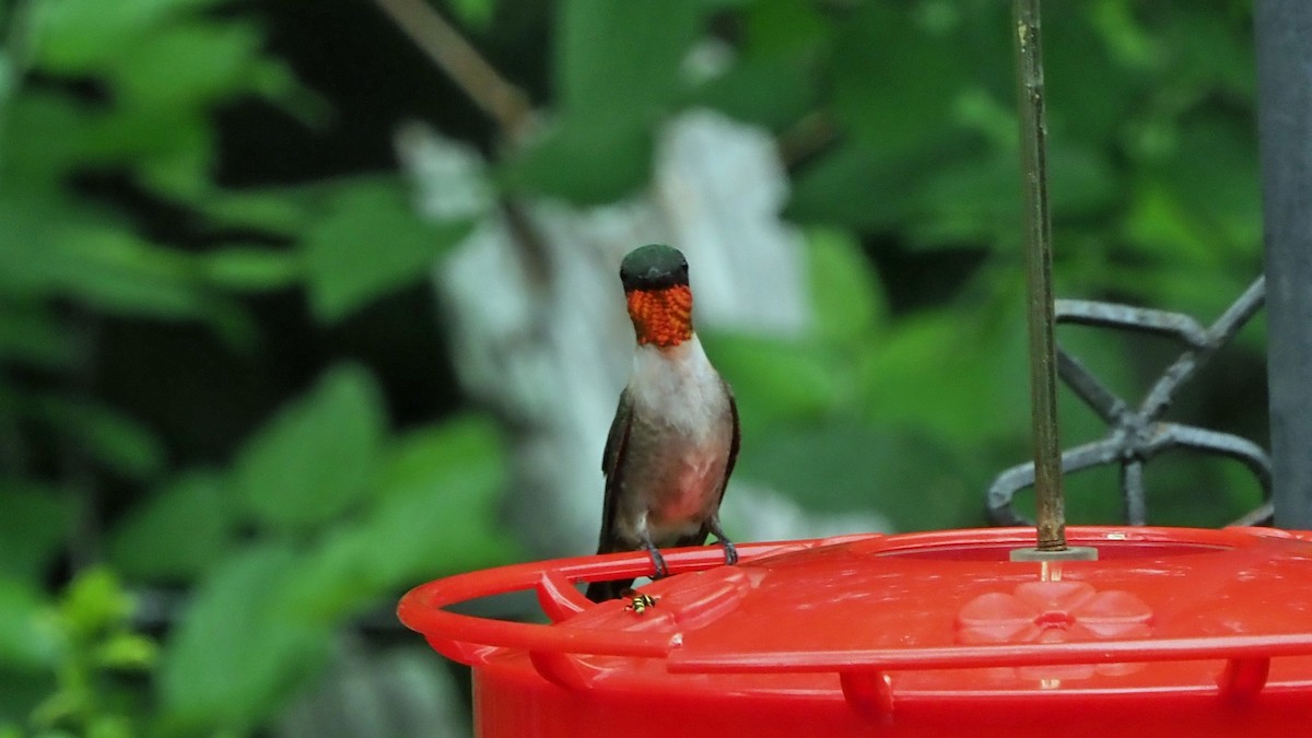 Ruby-throated Hummingbird - Andrew McCormick