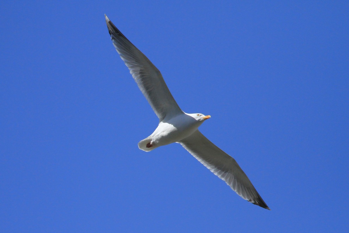 Herring x Glaucous-winged Gull (hybrid) - ML618276524