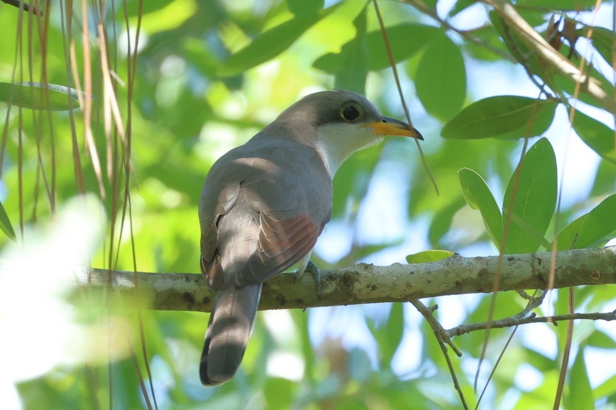 Yellow-billed Cuckoo - Clare Shannon