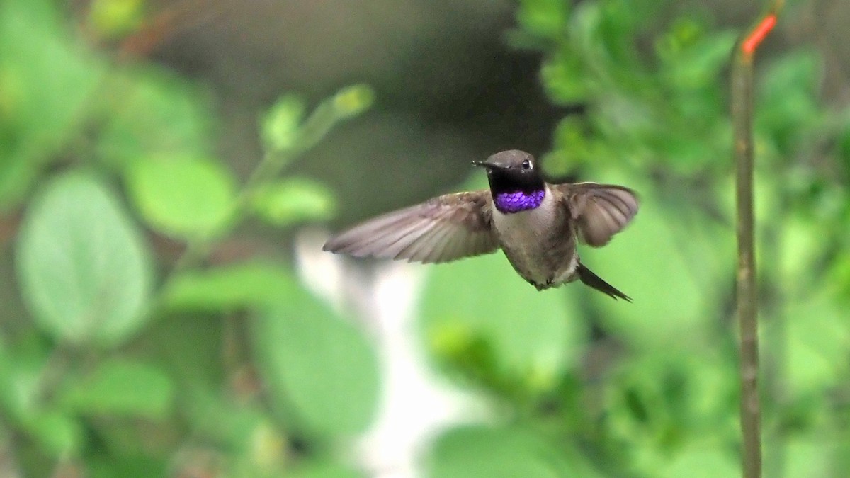 Black-chinned Hummingbird - Andrew McCormick