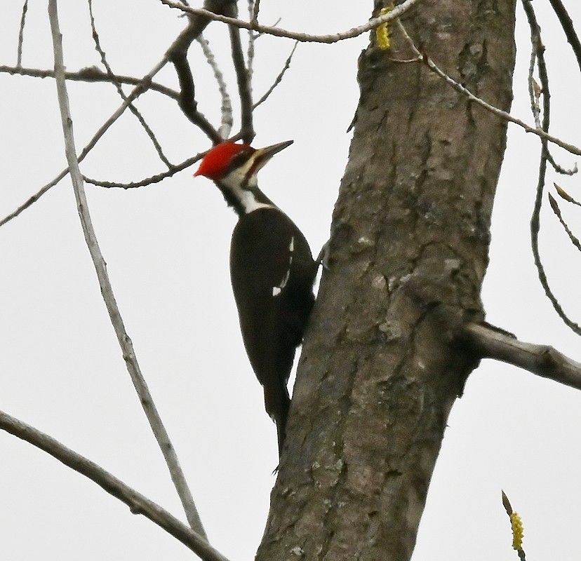 Pileated Woodpecker - Regis Fortin