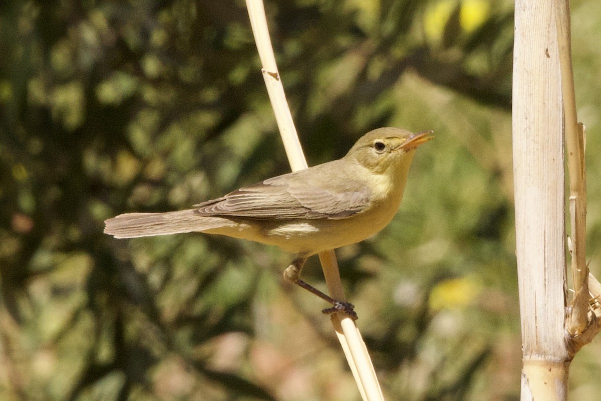 Melodious Warbler - ML618276540