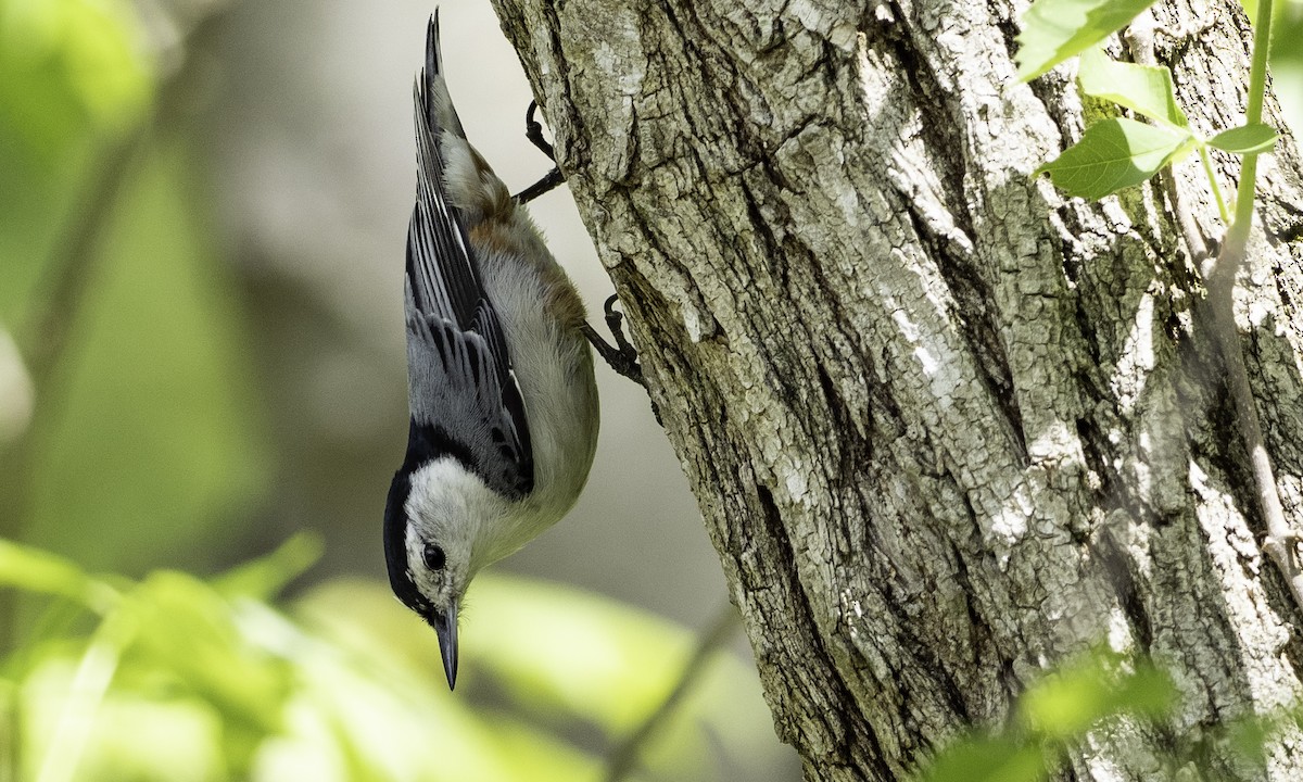 White-breasted Nuthatch - ML618276544