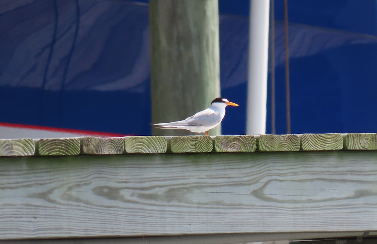 Least Tern - Susan Young