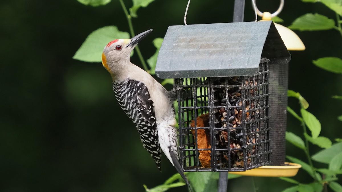 Golden-fronted Woodpecker (Northern) - Andrew McCormick
