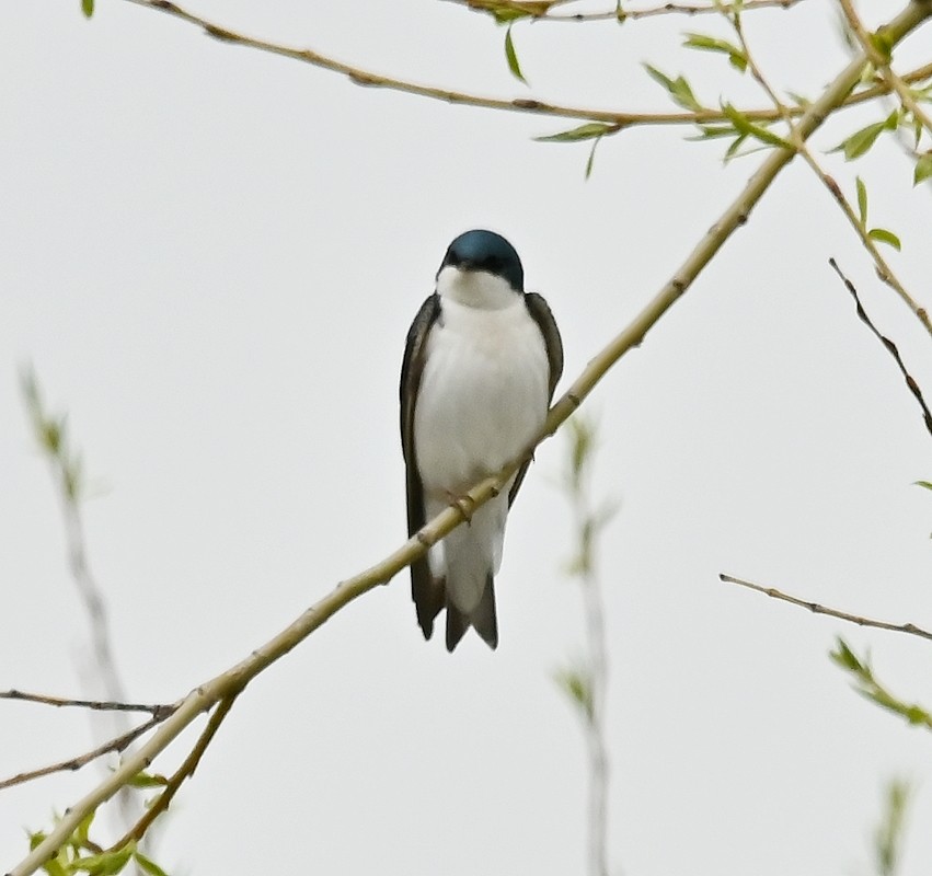 Tree Swallow - Regis Fortin