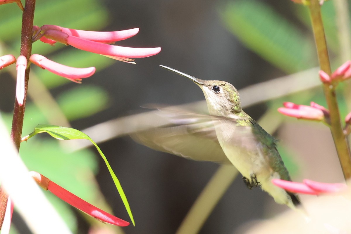 Ruby-throated Hummingbird - Clare Shannon