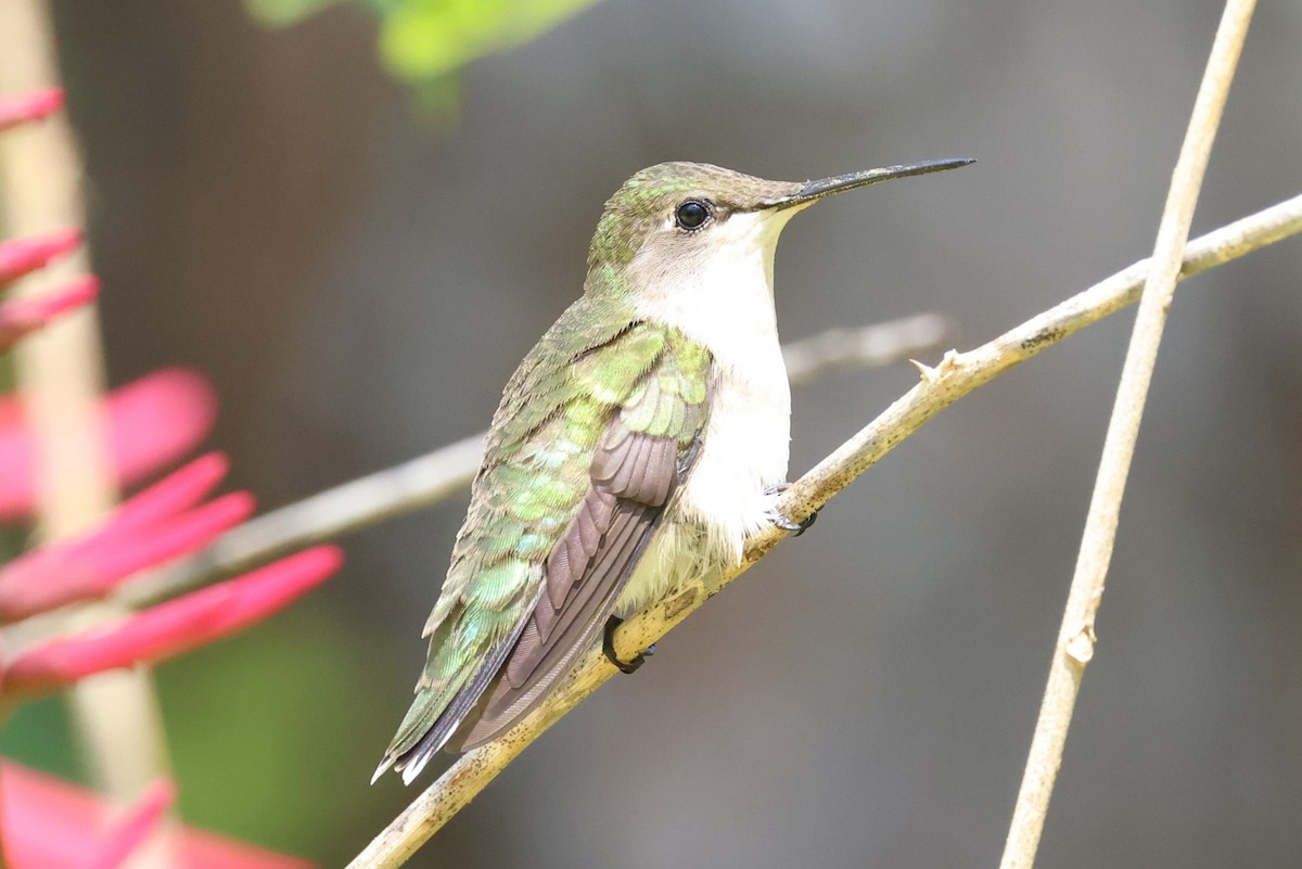 Ruby-throated Hummingbird - Clare Shannon