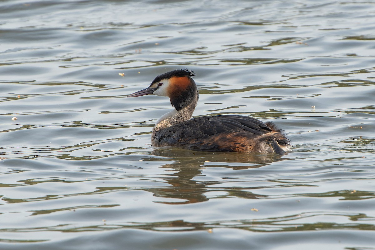 Great Crested Grebe - ML618276588