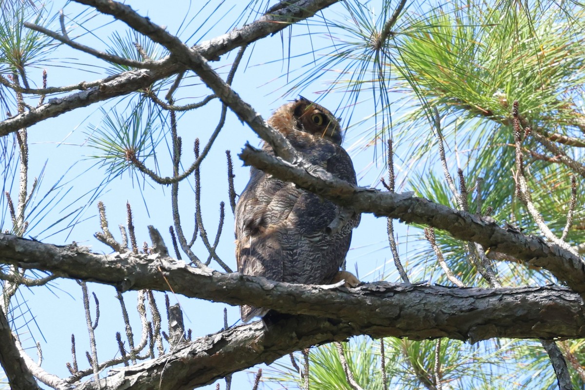 Great Horned Owl - Clare Shannon