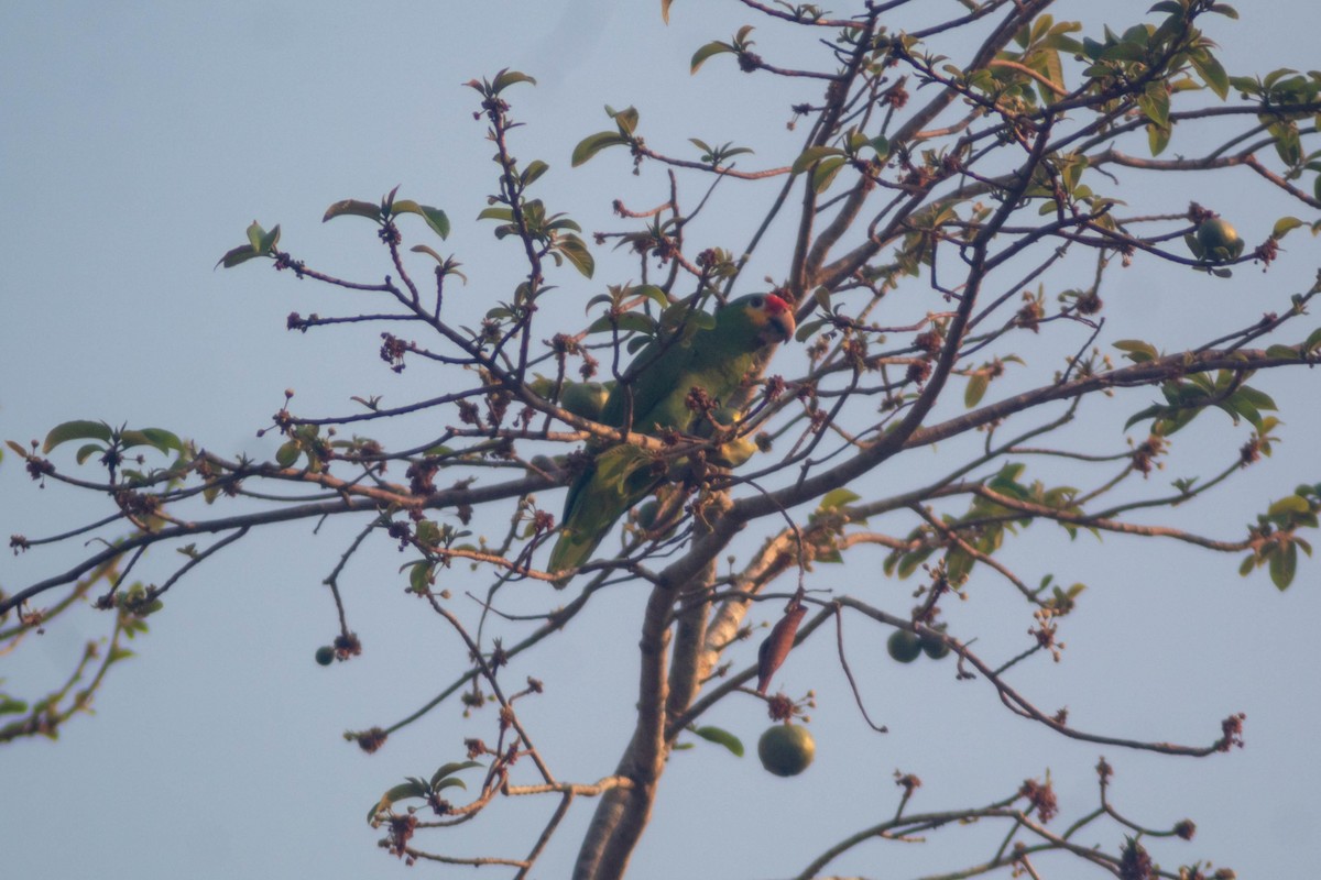 Red-lored Parrot - ML618276603
