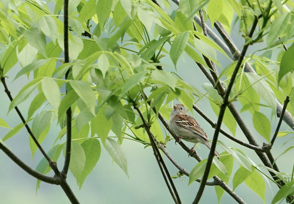 Field Sparrow - Julie Smith