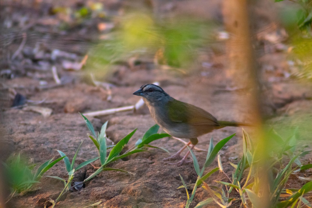 Green-backed Sparrow - ML618276632