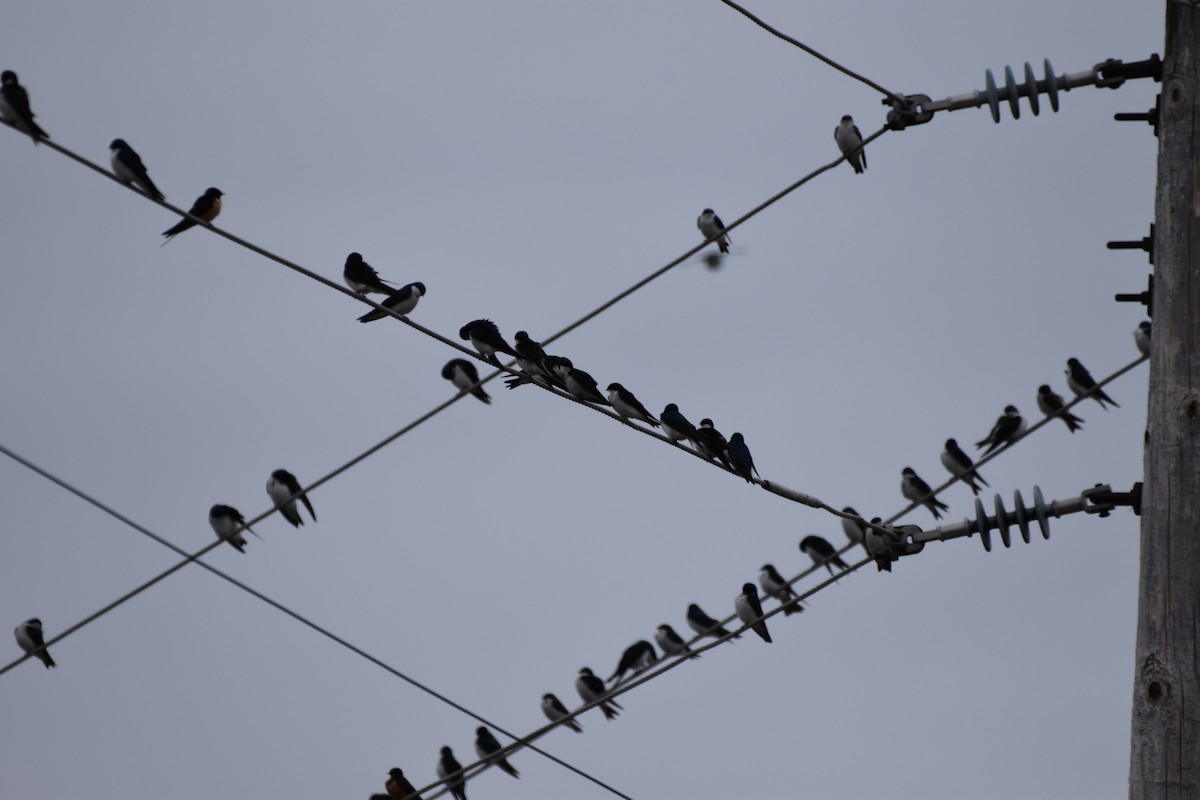 Tree Swallow - Garry Waldram