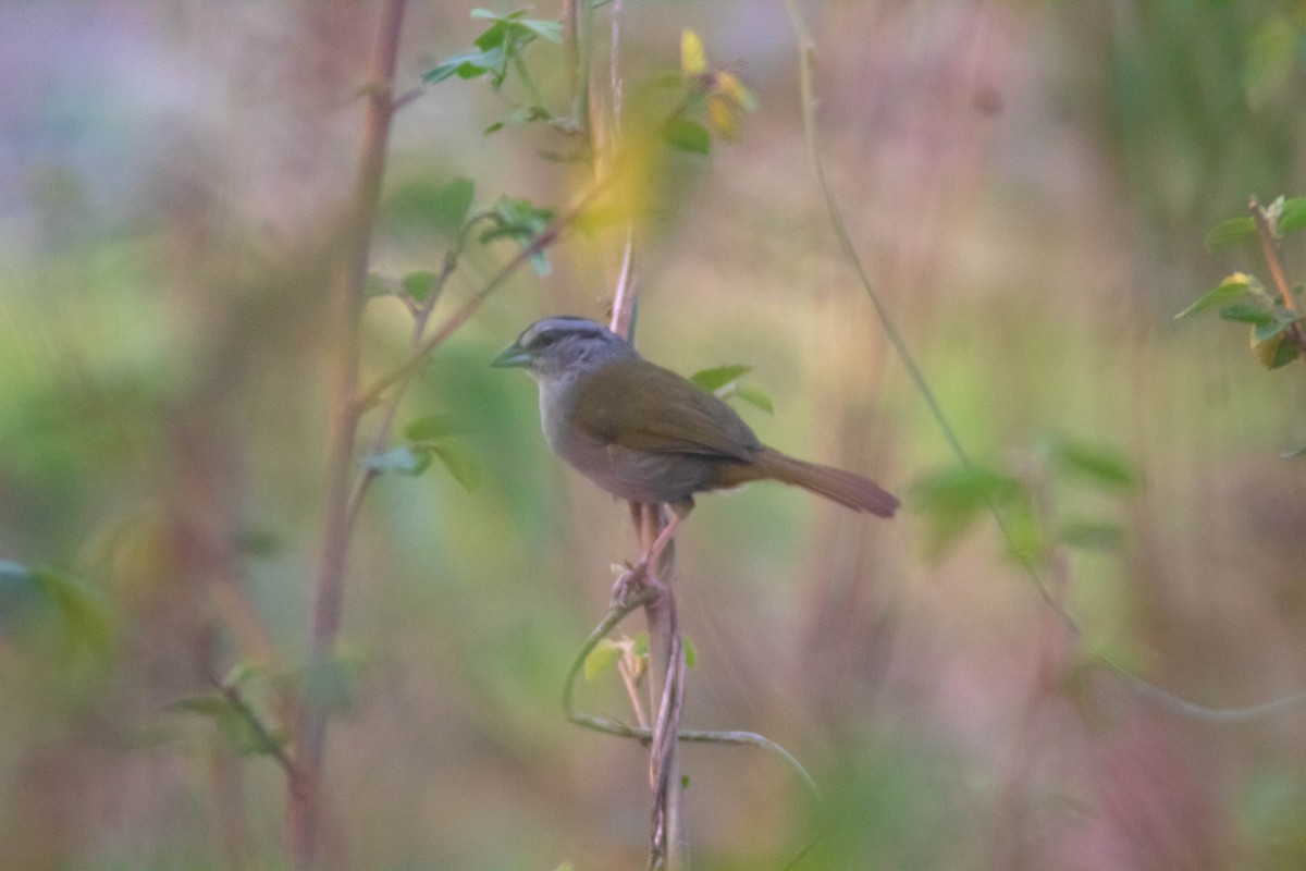 Green-backed Sparrow - ML618276664