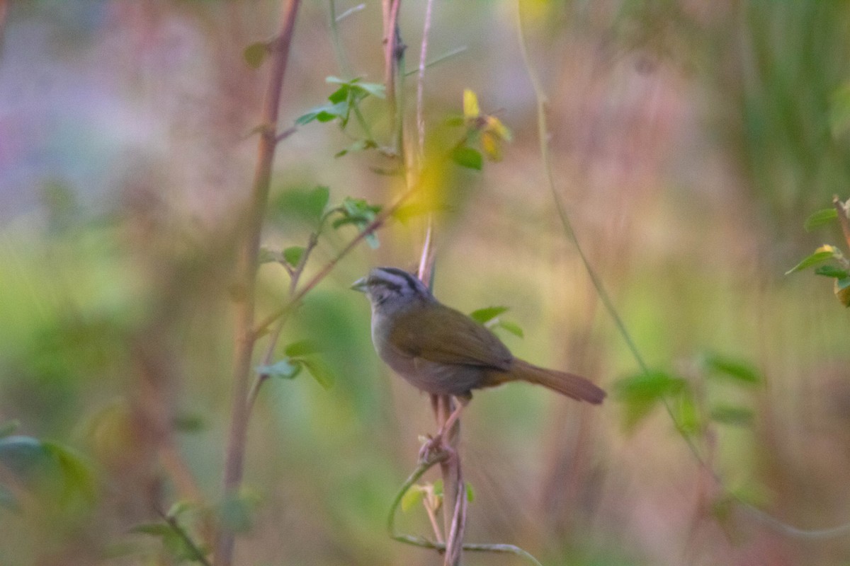 Green-backed Sparrow - ML618276665