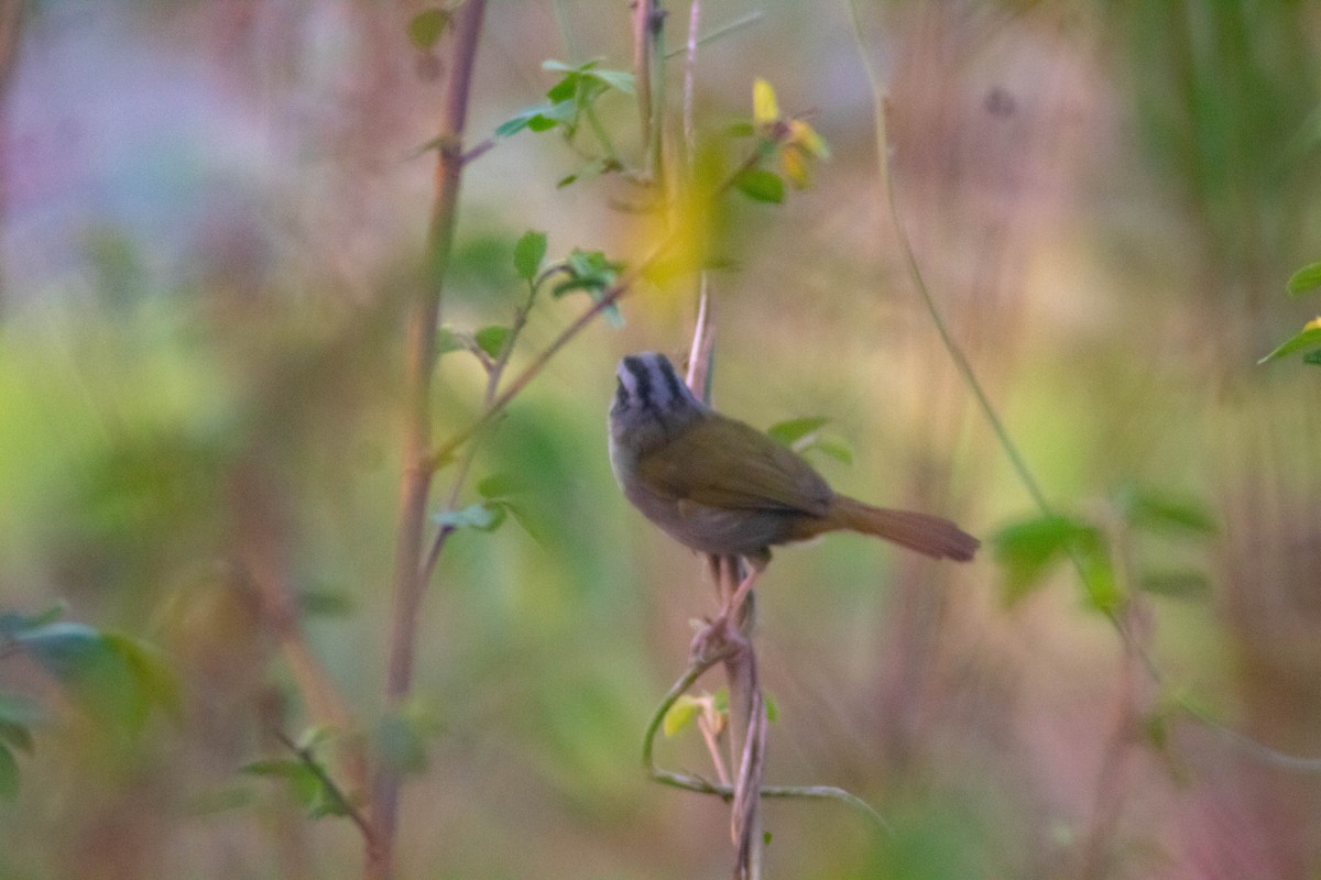 Green-backed Sparrow - ML618276666