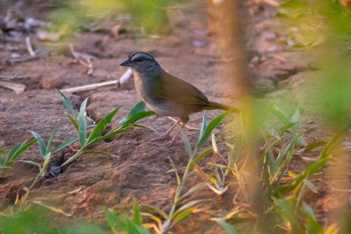 Green-backed Sparrow - ML618276667