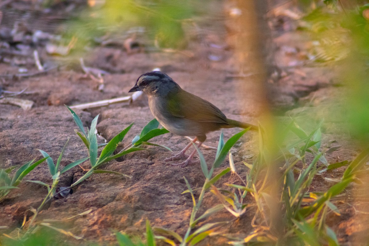 Green-backed Sparrow - ML618276669