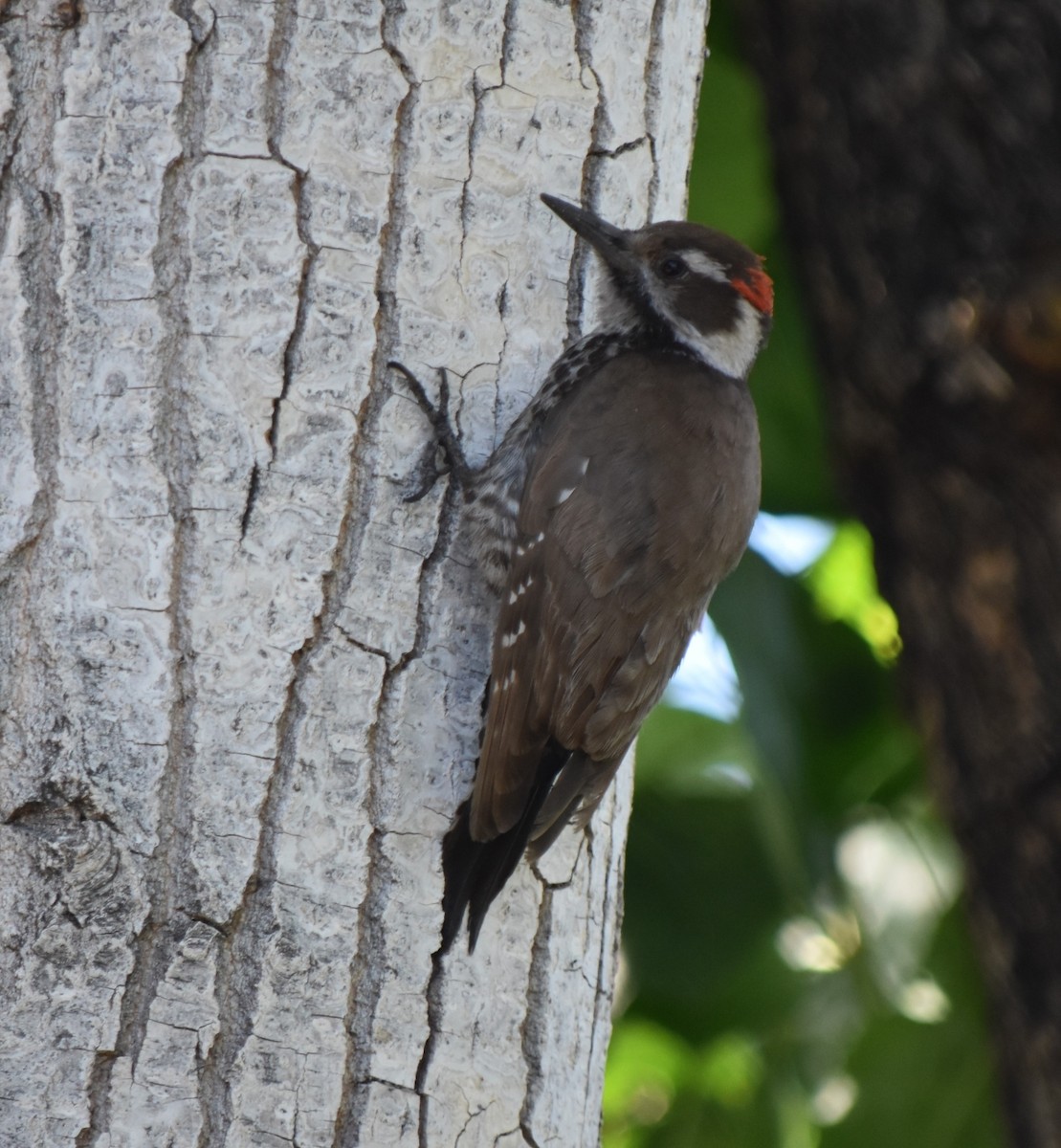 Arizona Woodpecker - ML618276701