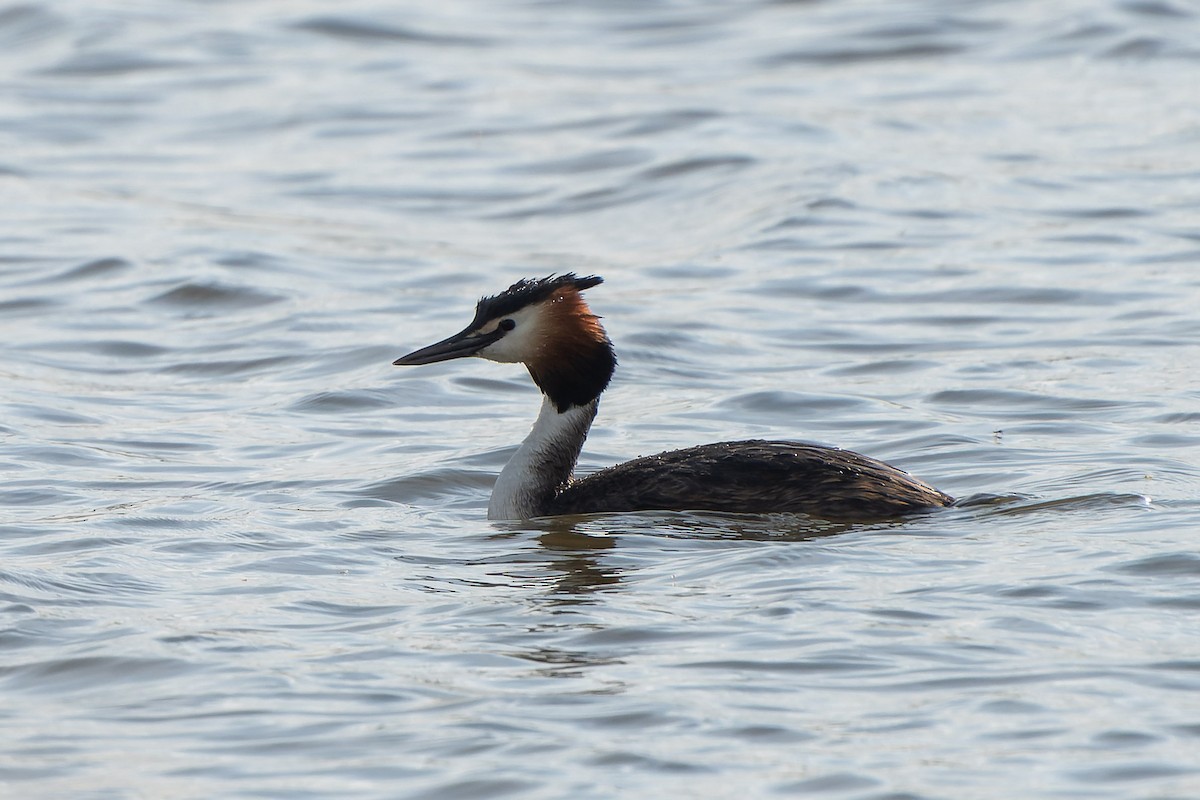 Great Crested Grebe - ML618276716