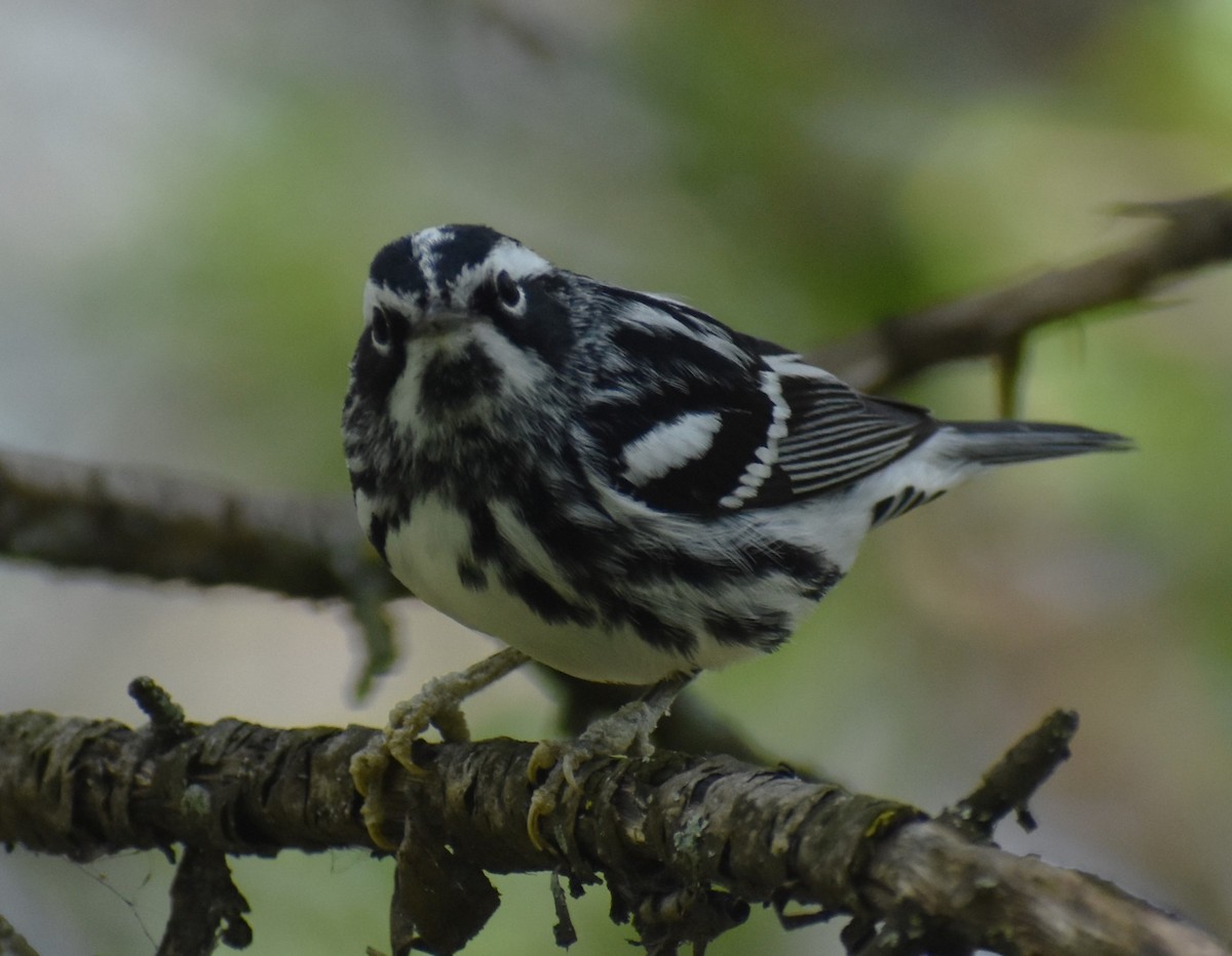 Black-and-white Warbler - ML618276728