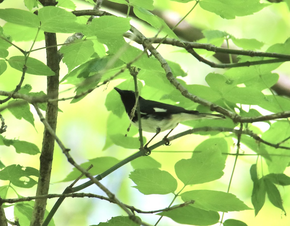 Black-throated Blue Warbler - Russell Hillsley