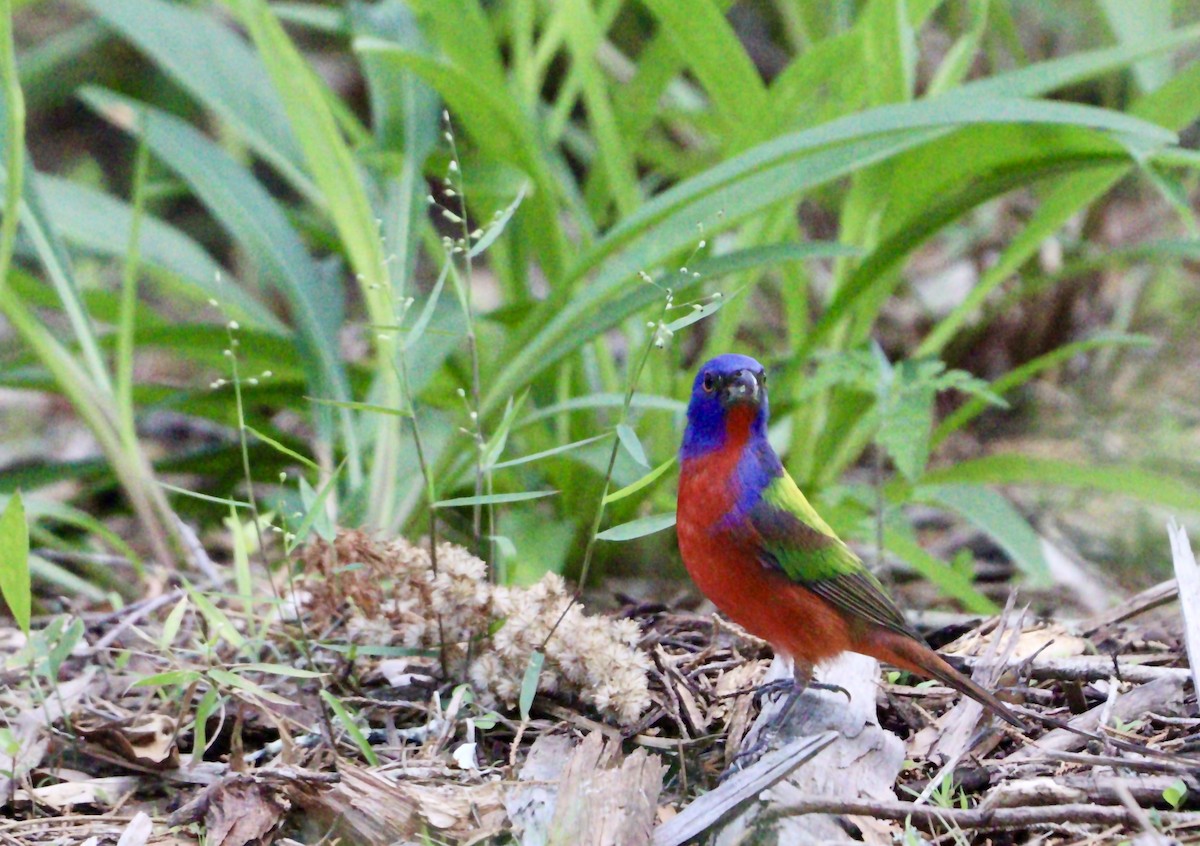 Painted Bunting - ML618276744