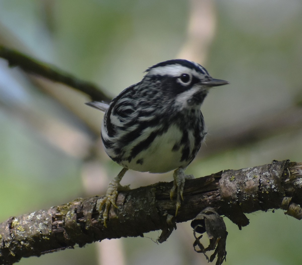 Black-and-white Warbler - ML618276749