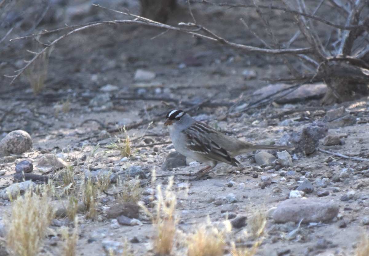 White-crowned Sparrow (Dark-lored) - ML618276761