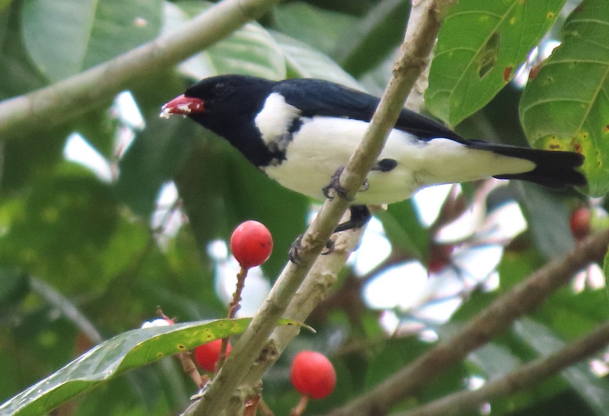 Red-billed Pied Tanager - ML618276764