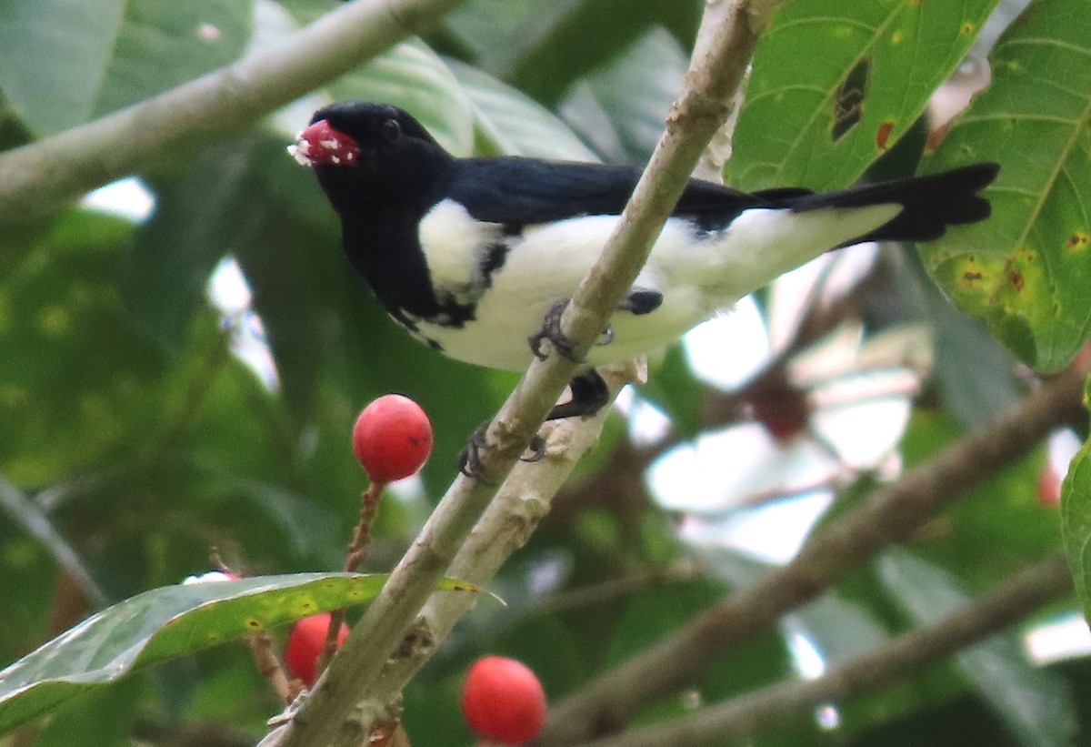 Red-billed Pied Tanager - ML618276771