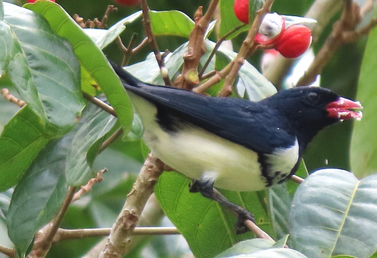 Red-billed Pied Tanager - ML618276774
