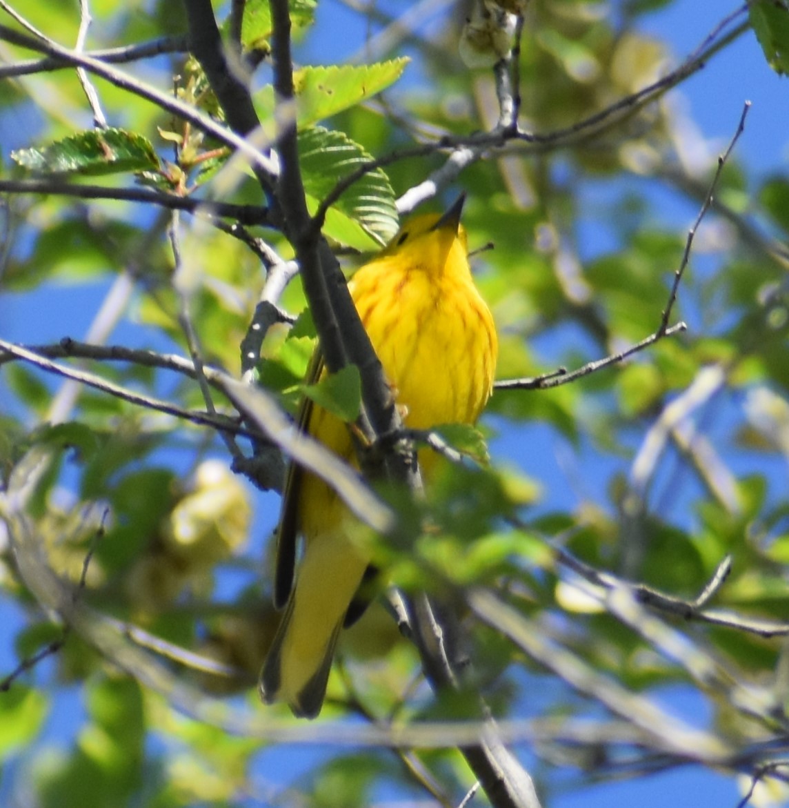 Yellow Warbler - ML618276790