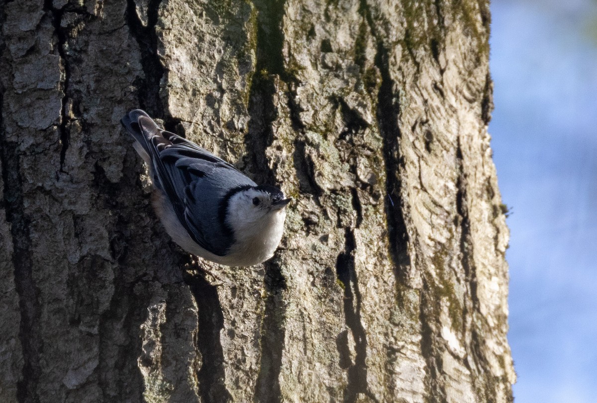 White-breasted Nuthatch - ML618276836