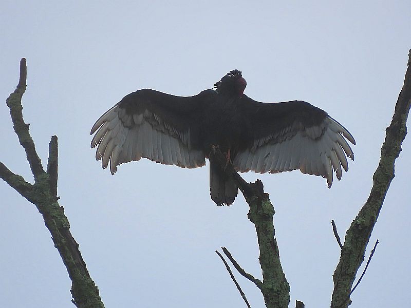 Turkey Vulture - Tracy The Birder