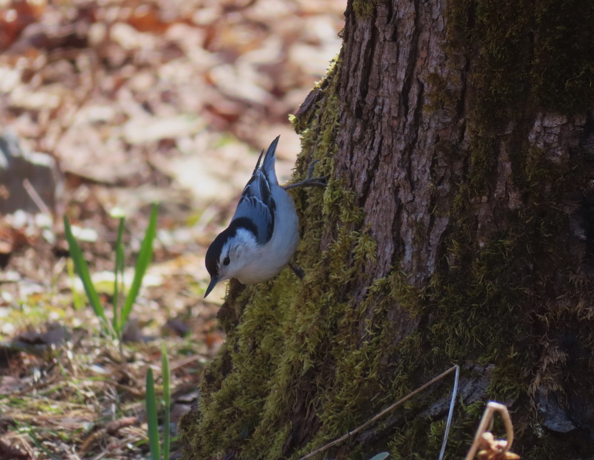 White-breasted Nuthatch - Chantal Labbé