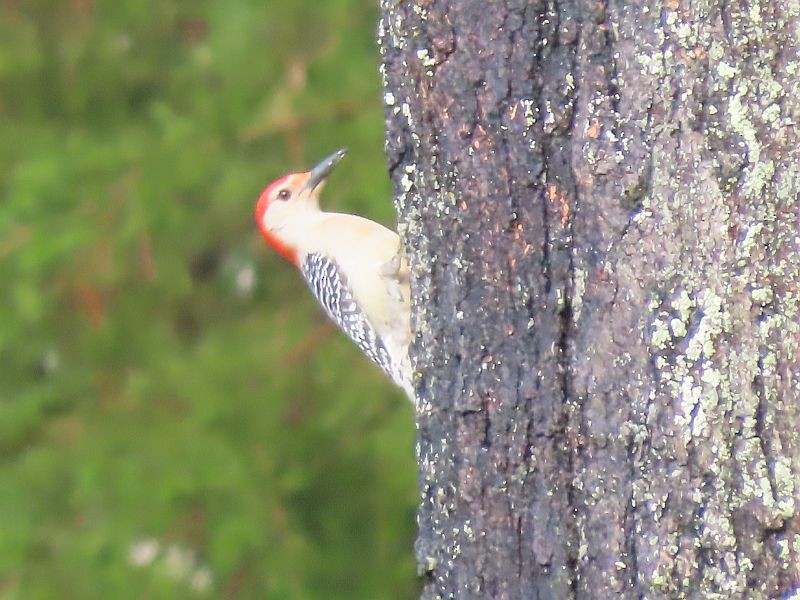 Red-bellied Woodpecker - ML618276896