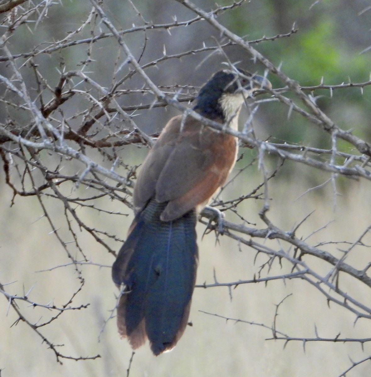 White-browed Coucal (Burchell's) - ML618276931