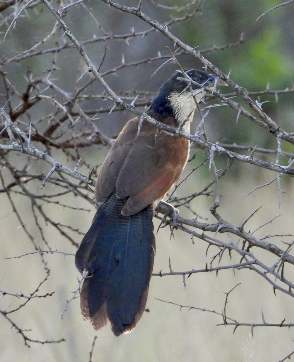 White-browed Coucal (Burchell's) - ML618276932