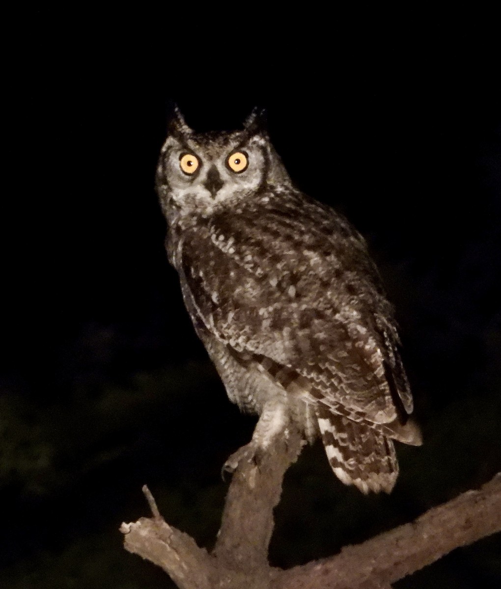 Spotted Eagle-Owl - ML618276949
