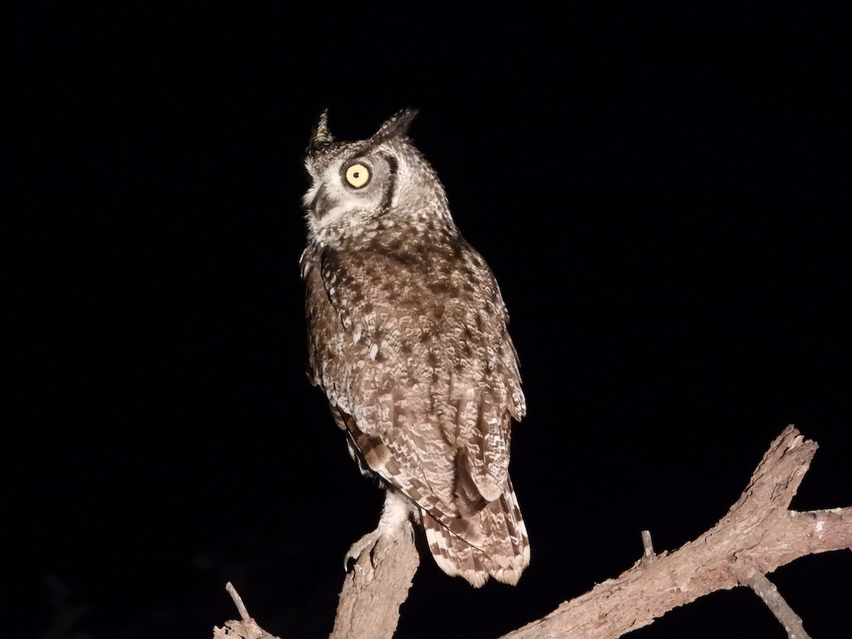 Spotted Eagle-Owl - ML618276950