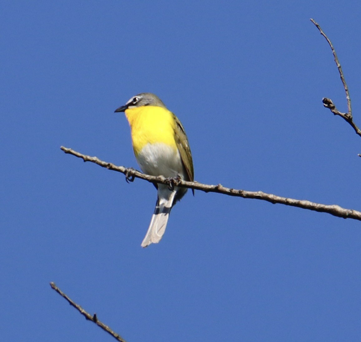Yellow-breasted Chat - ML618276959